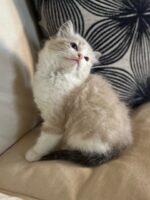 Available ragdoll kitten CA