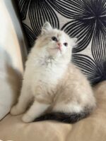 Available ragdoll kitten CA