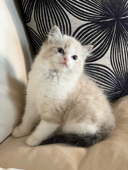 Available ragdoll kitten CA