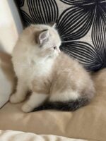 Available ragdoll kitten CA