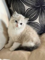 Available ragdoll kitten CA